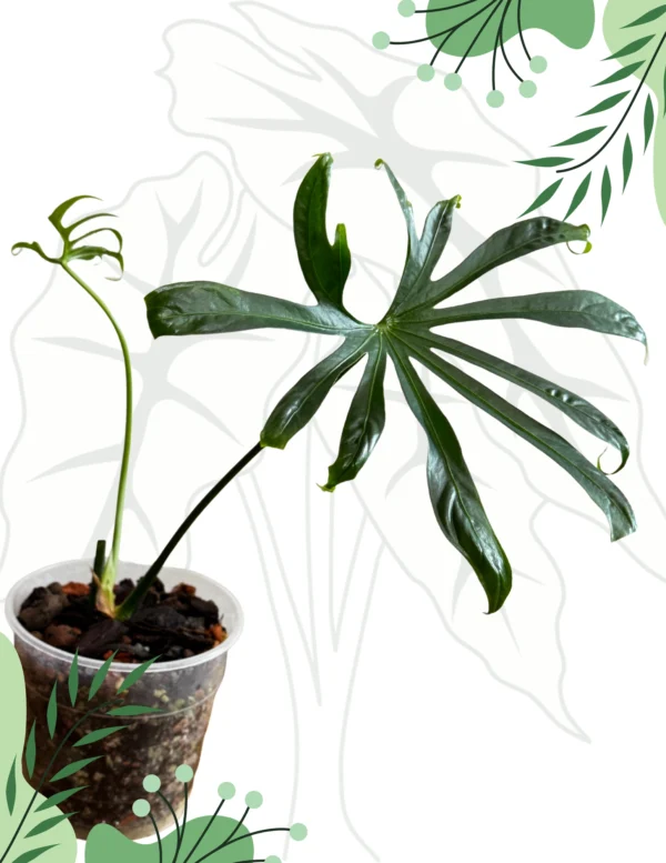 Anthurium Pedatoradiatum Ø-12cm H-20cm - obrazek 3
