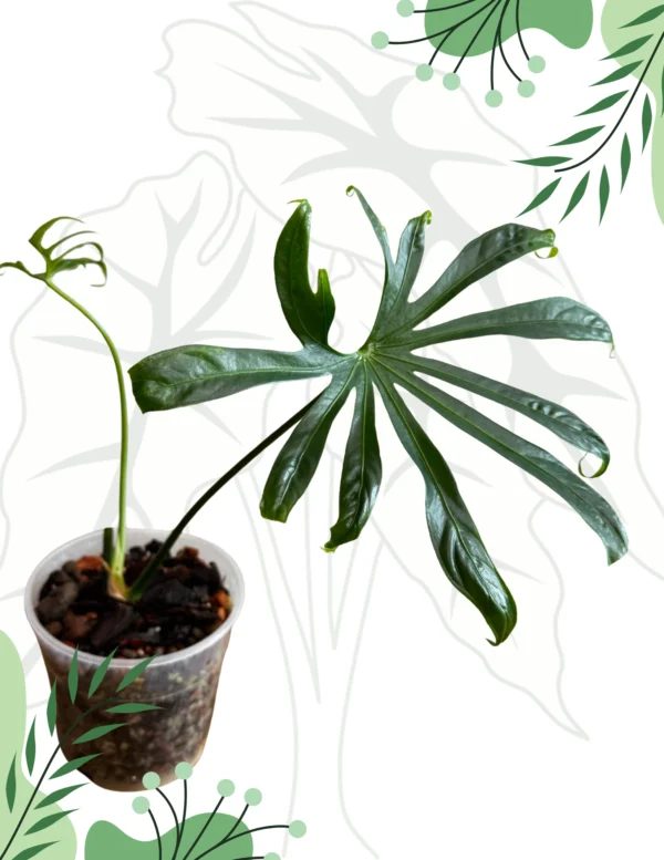 Anthurium Pedatoradiatum Ø-12cm H-20cm