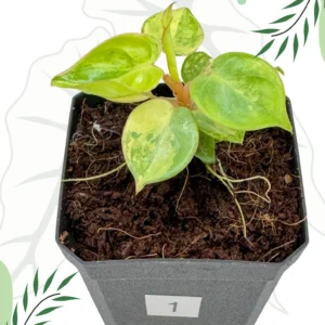 Philodendron Billietiae Variegata Ø-10cm H-20cm