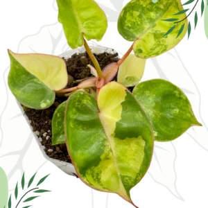 Philodendron Billietiae Variegata Ø-10cm H-20cm