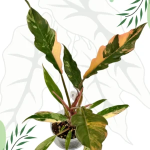 Philodendron Caramel Marble Variegata  Ø-9cm H-25cm - obrazek 6