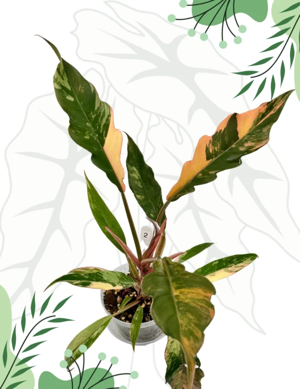 Philodendron Caramel Marble Variegata  Ø-9cm H-25cm - obrazek 6