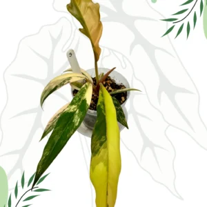 Philodendron Caramel Marble Variegata  Ø-9cm H-25cm - obrazek 5