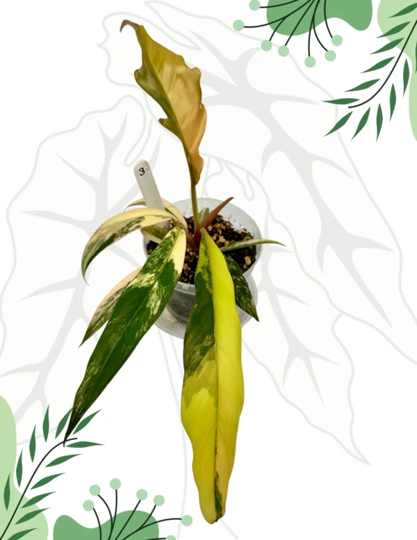 Philodendron Caramel Marble Variegata  Ø-9cm H-25cm - obrazek 5