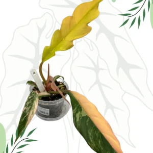 Philodendron Caramel Marble Variegata  Ø-9cm H-25cm - obrazek 4