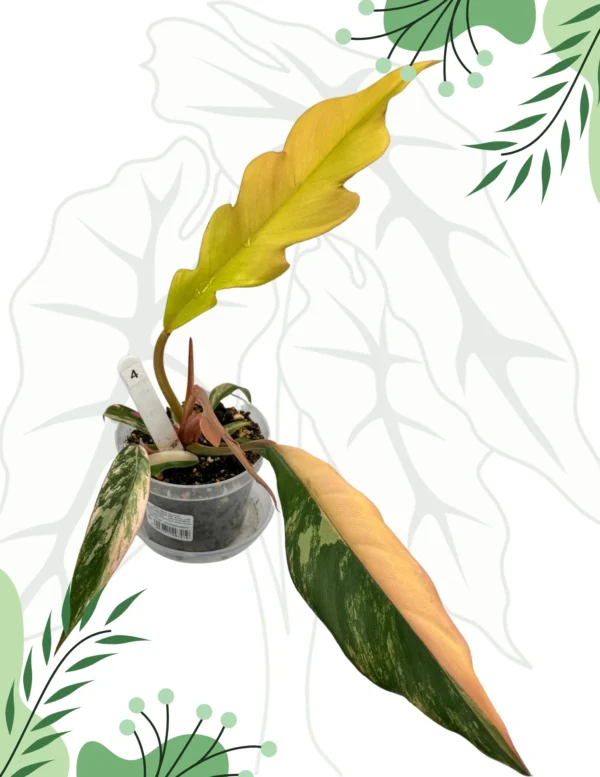 Philodendron Caramel Marble Variegata  Ø-9cm H-25cm - obrazek 4