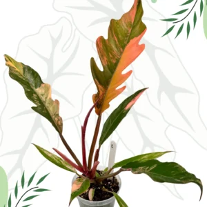 Philodendron Caramel Marble Variegata  Ø-9cm H-25cm