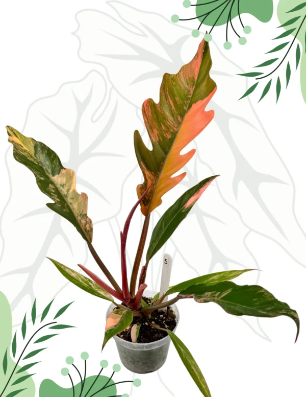 Philodendron Caramel Marble Variegata  Ø-9cm H-25cm