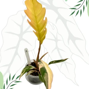 Philodendron Caramel Marble Variegata  Ø-9cm H-25cm - obrazek 3