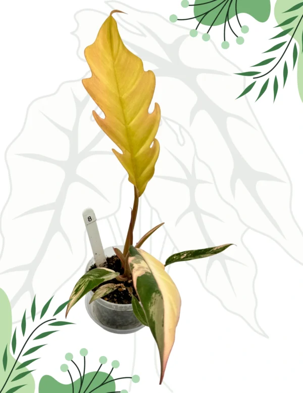 Philodendron Caramel Marble Variegata  Ø-9cm H-25cm - obrazek 3