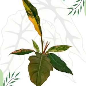 Philodendron Caramel Marble Variegata  Ø-9cm H-25cm - obrazek 2