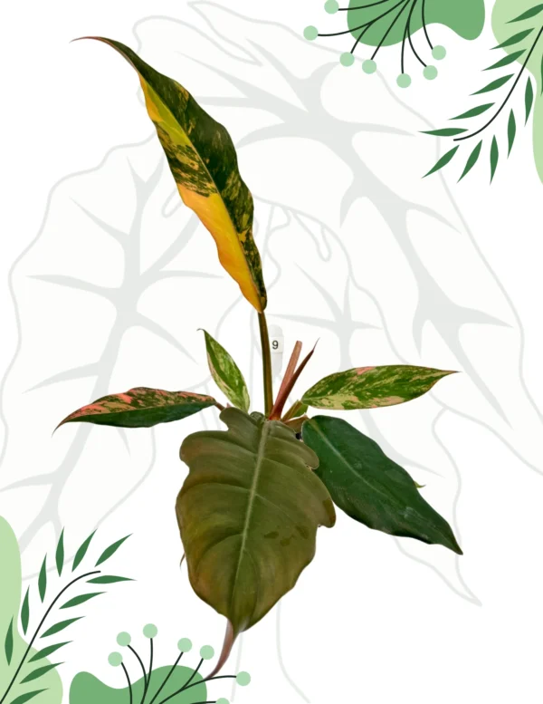 Philodendron Caramel Marble Variegata  Ø-9cm H-25cm - obrazek 2