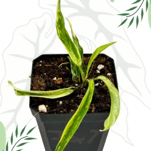 Philodendron Florida Beauty x Tortum Variegata Ø-6cm H-10cm