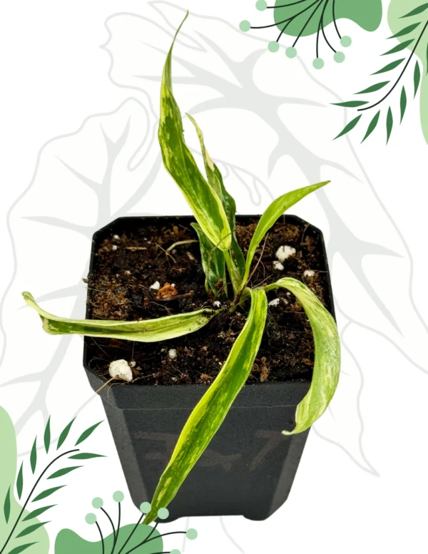 Philodendron Florida Beauty x Tortum Variegata Ø-6cm H-10cm