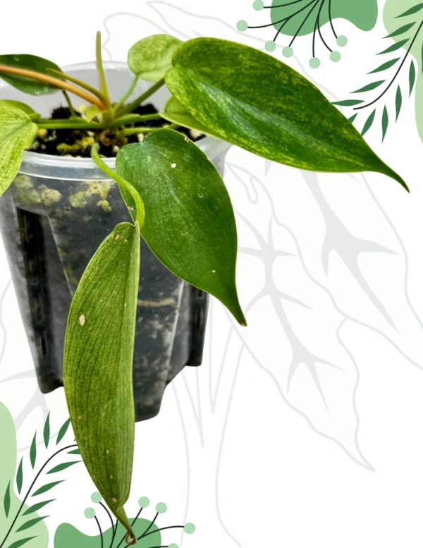 Philodendron Florida Ghost Ø-10cm H-20cm - obrazek 4