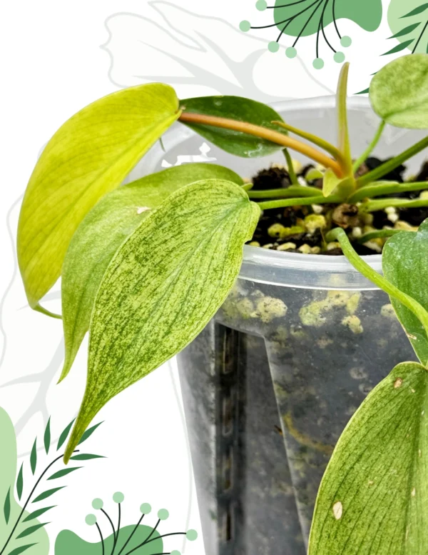 Philodendron Florida Ghost Ø-10cm H-20cm - obrazek 3