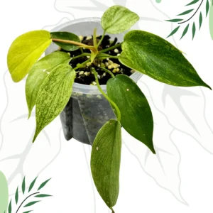 Philodendron Florida Ghost Ø-10cm H-20cm