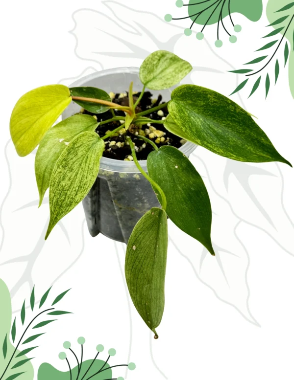 Philodendron Florida Ghost Ø-10cm H-20cm