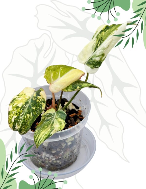 Philodendron Gloriosum Tricolor Variegata Ø-10cm H-15cm