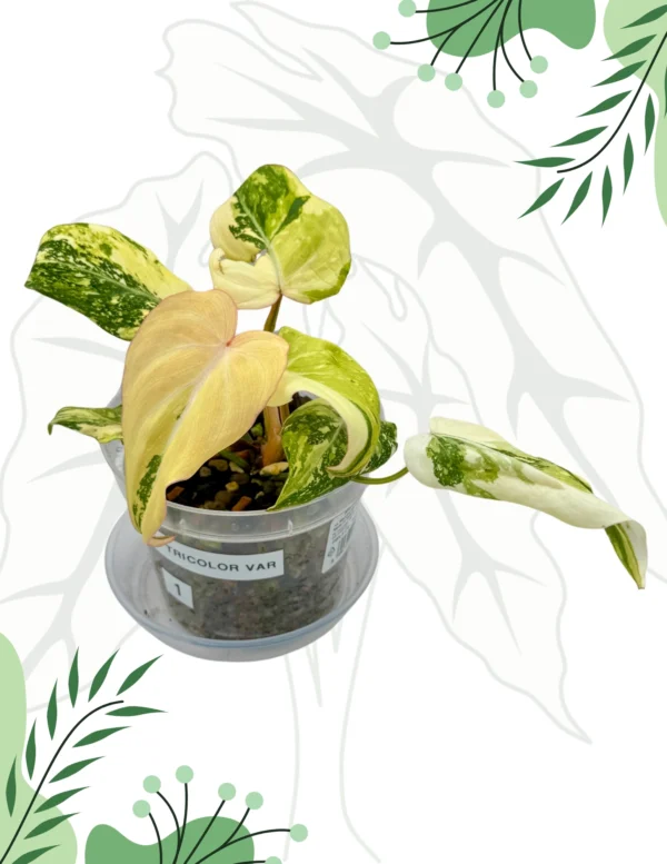 Philodendron Gloriosum Tricolor Variegata Ø-10cm H-15cm - obrazek 2