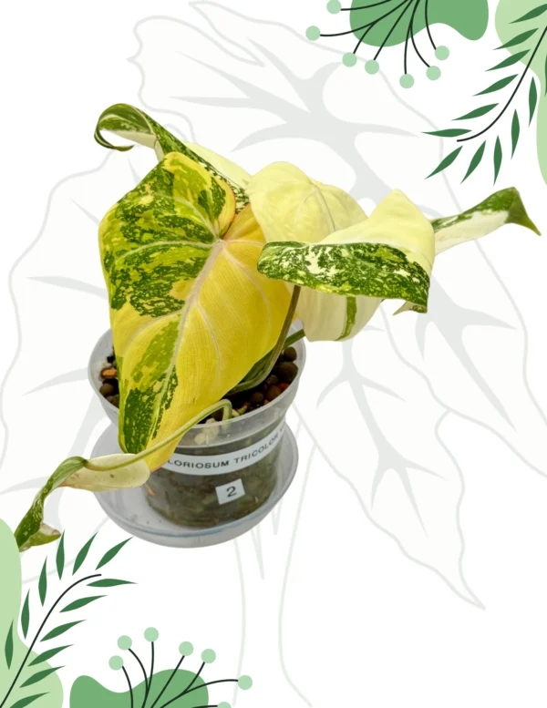 Philodendron Gloriosum Tricolor Variegata Ø-10cm H-15cm