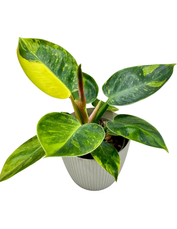 Philodendron Green Congo Marble Ø-10cm H-15cm