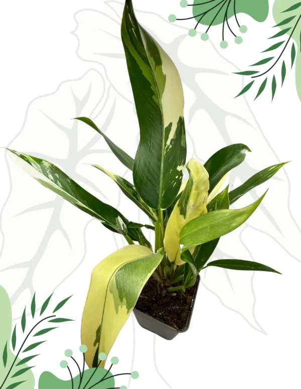 Philodendron Imbe Albo Variegata Ø-10cm H-20cm - obrazek 2