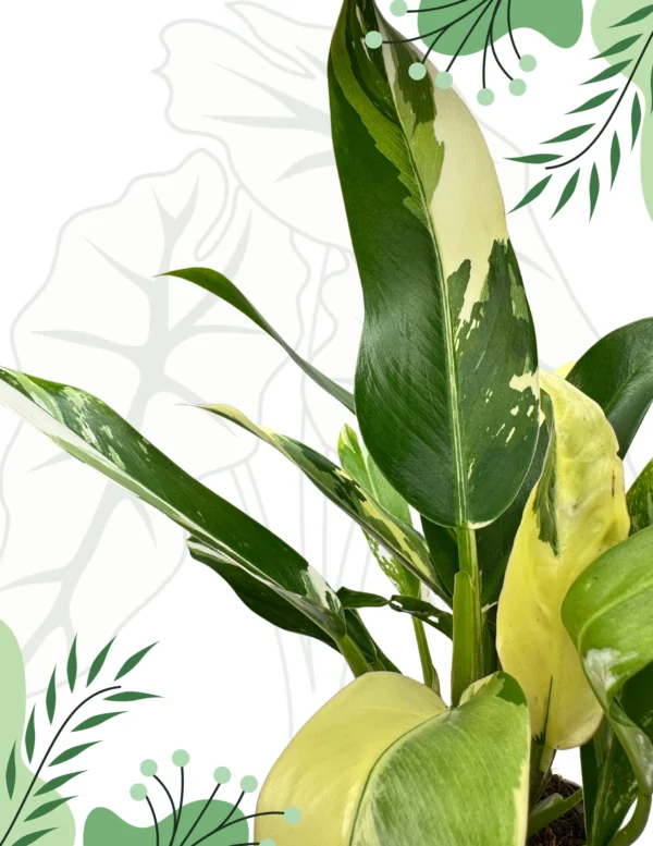 Philodendron Imbe Albo Variegata Ø-10cm H-20cm - obrazek 3