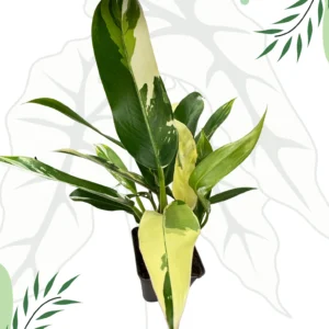 Philodendron Imbe Albo Variegata Ø-10cm H-20cm