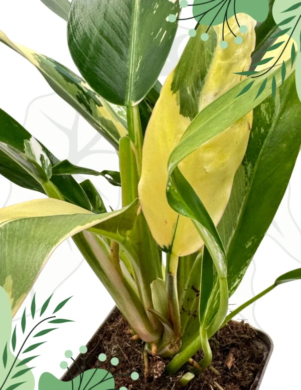 Philodendron Imbe Albo Variegata Ø-10cm H-20cm - obrazek 4