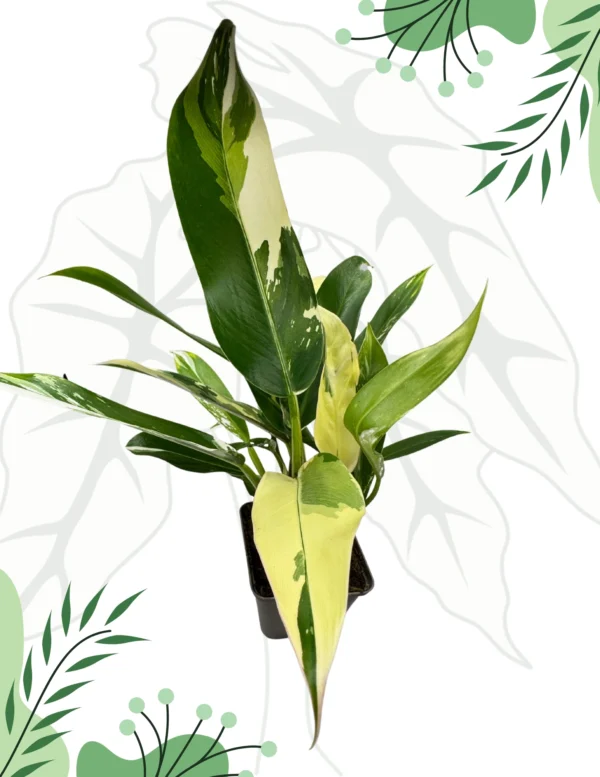 Philodendron Imbe Albo Variegata Ø-10cm H-20cm