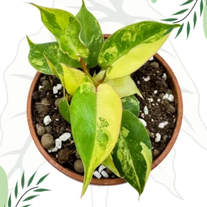 Philodendron Jennifer (Billietiae x Florida Beauty) Variegata Ø-10cm H-20cm