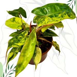 Philodendron Jennifer (Billietiae x Florida Beauty) Variegata Ø-10cm H-20cm