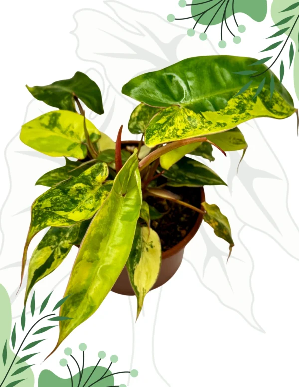 Philodendron Jennifer (Billietiae x Florida Beauty) Variegata Ø-10cm H-20cm