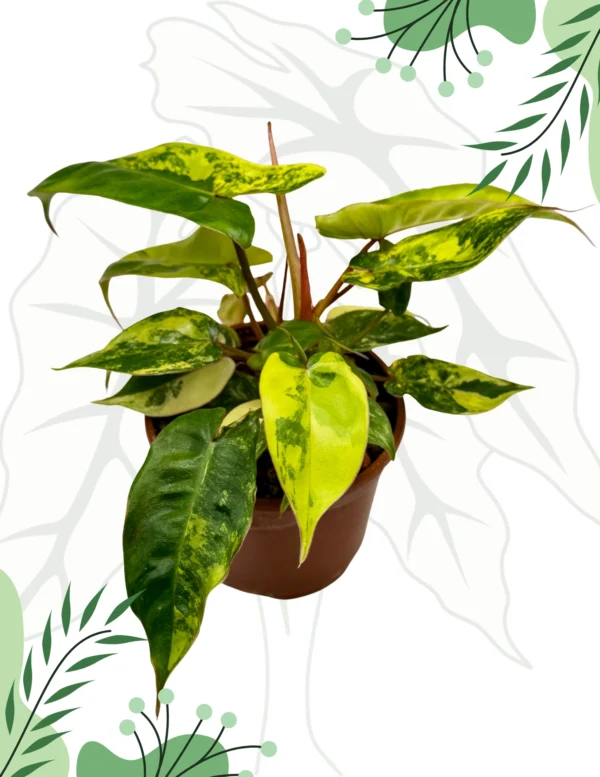 Philodendron Jennifer (Billietiae x Florida Beauty) Variegata Ø-10cm H-20cm - obrazek 2