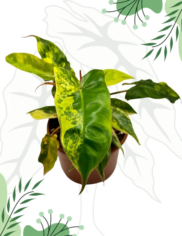 Philodendron Jennifer (Billietiae x Florida Beauty) Variegata Ø-10cm H-20cm - obrazek 4