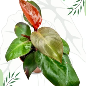 Philodendron Mccolley’s Finale Ø-12cm H-25cm