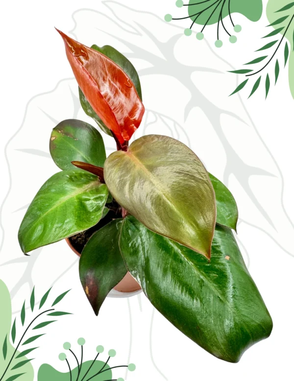 Philodendron Mccolley’s Finale Ø-12cm H-25cm