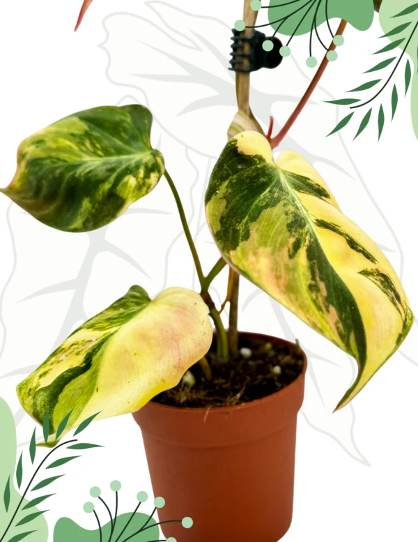 Philodendron Micans Variegata Ø - 7cm H-20cm - obrazek 2