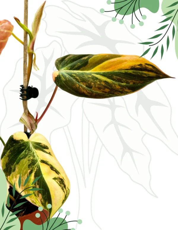 Philodendron Micans Variegata Ø - 7cm H-20cm - obrazek 3