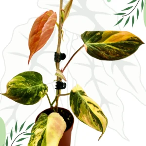 Philodendron Micans Variegata Ø - 7cm H-20cm