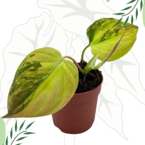 Philodendron Micans Variegata Ø - 7cm H-20cm