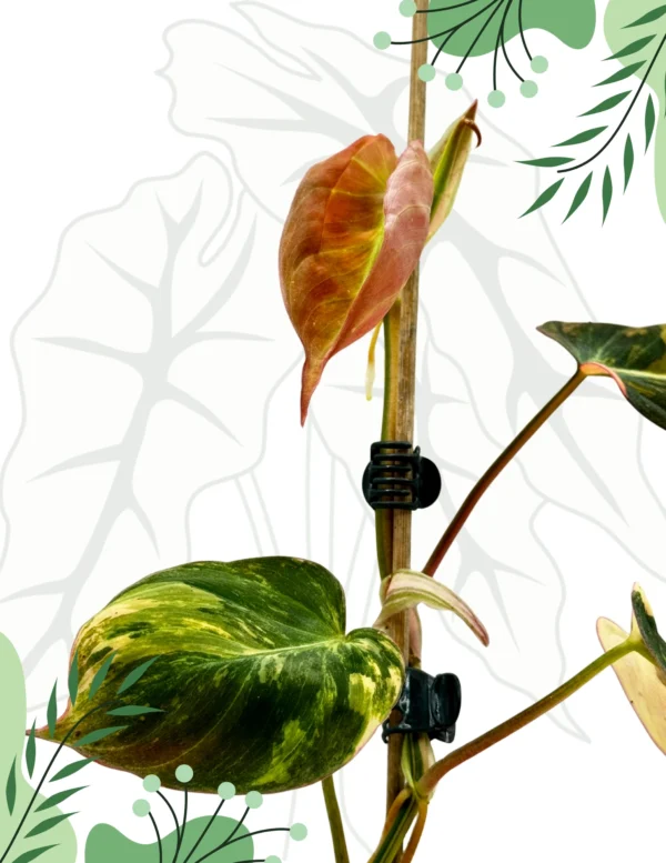 Philodendron Micans Variegata Ø - 7cm H-20cm - obrazek 4