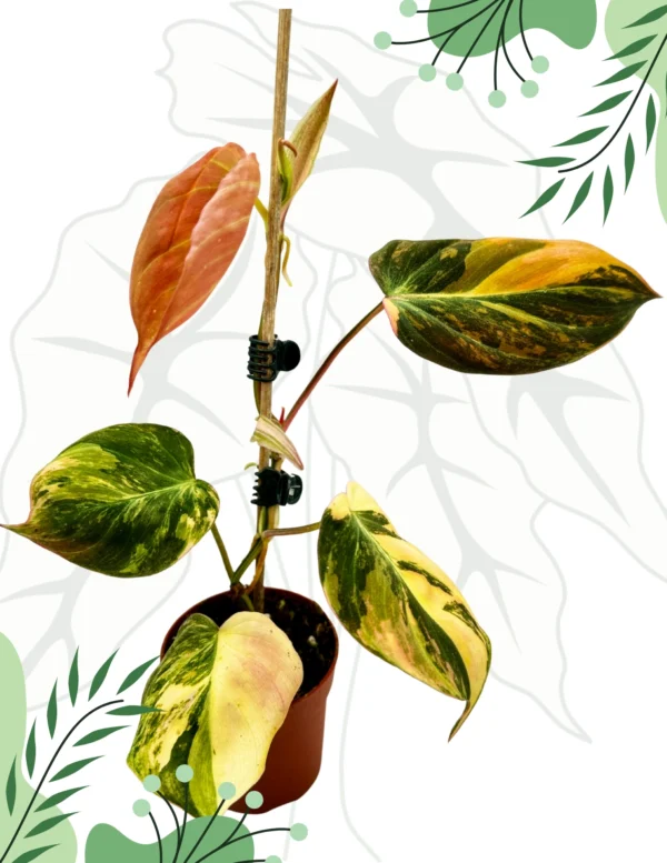 Philodendron Micans Variegata Ø - 7cm H-20cm
