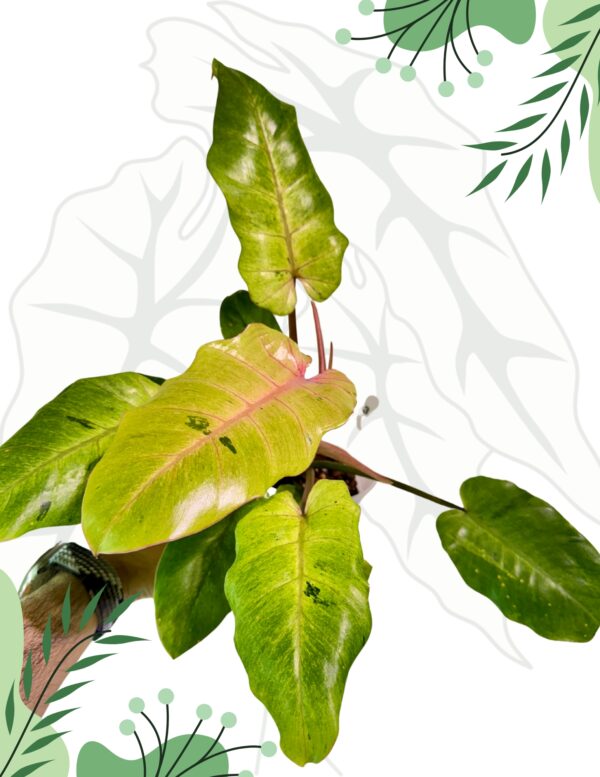 Philodendron Snowdrift Ø-10cm H-15cm