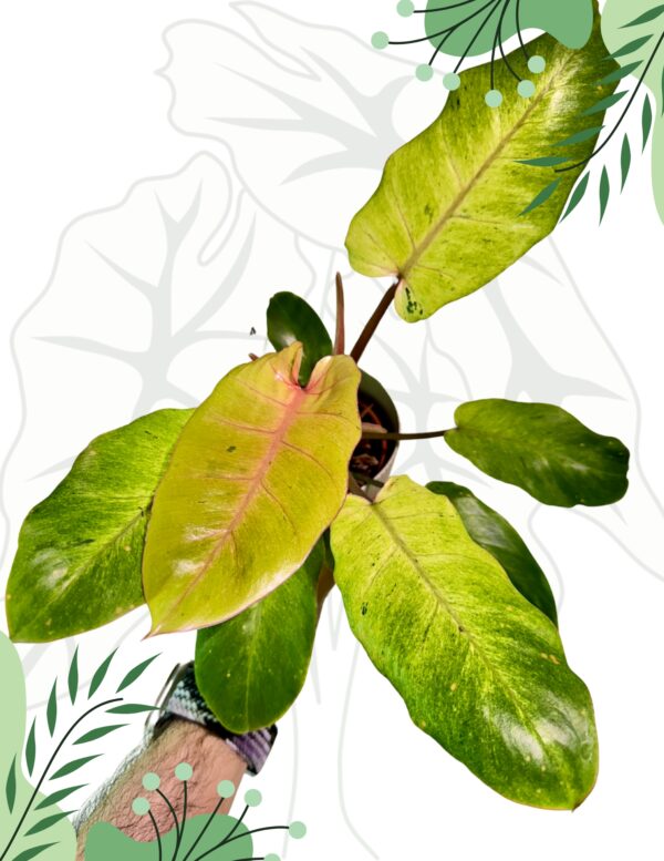 Philodendron Snowdrift Ø-10cm H-15cm - obrazek 2