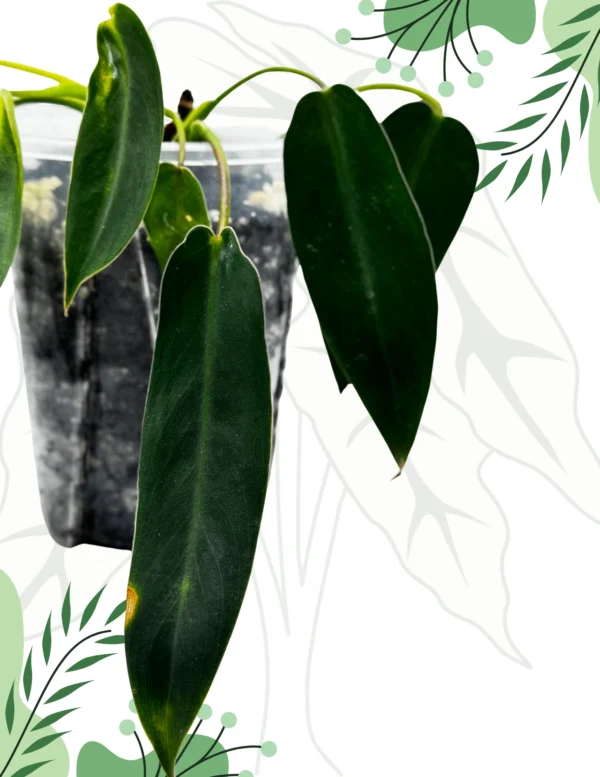 Philodendron Spiritus Sancti Ø-10cm H-15cm Bigos - obrazek 3