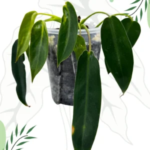 Philodendron Spiritus Sancti Ø-10cm H-15cm Bigos