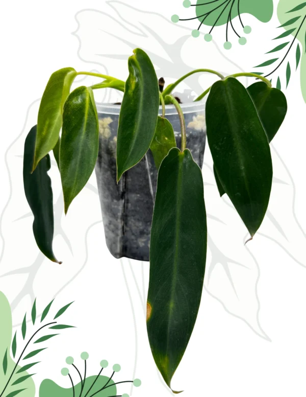 Philodendron Spiritus Sancti Ø-10cm H-15cm Bigos