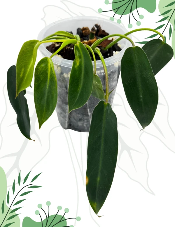 Philodendron Spiritus Sancti Ø-10cm H-15cm Bigos - obrazek 4